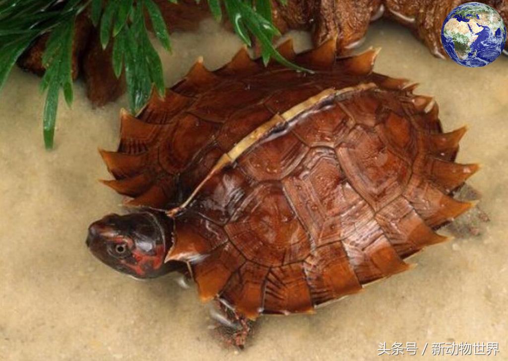 浑身是刺乌龟,满身尖刺的乌龟