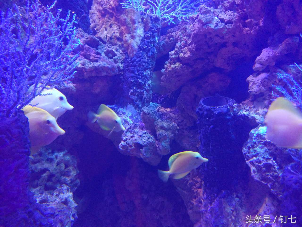 夏天与海绝配,夏天与海洋更配的图片