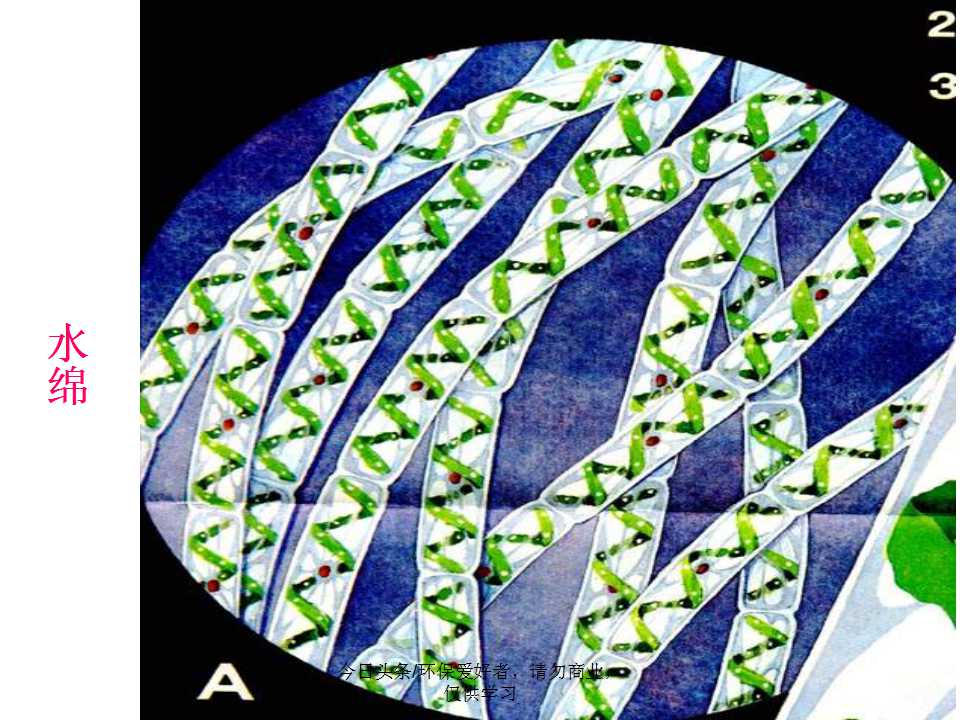 认识植物从身边开始,认识植物的根茎叶各个部分