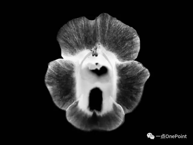 手机附加镜使用,你真的会用iphone辅助功能吗