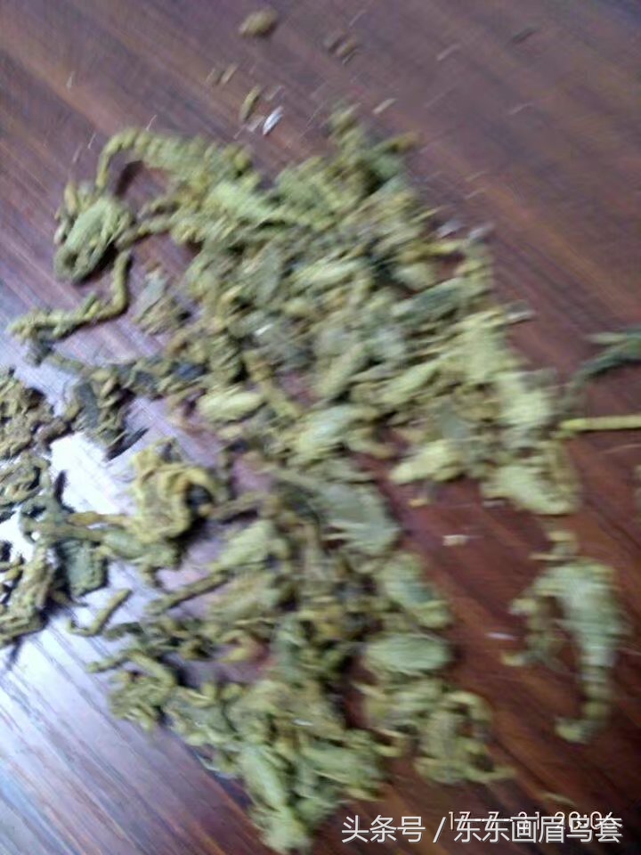 东东画眉鸟视频,东东画眉鸟套