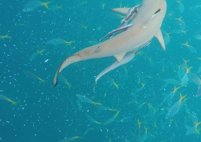 看鲨鱼，玩泥巴，看男人穿婚纱，带你看不一样的帕劳