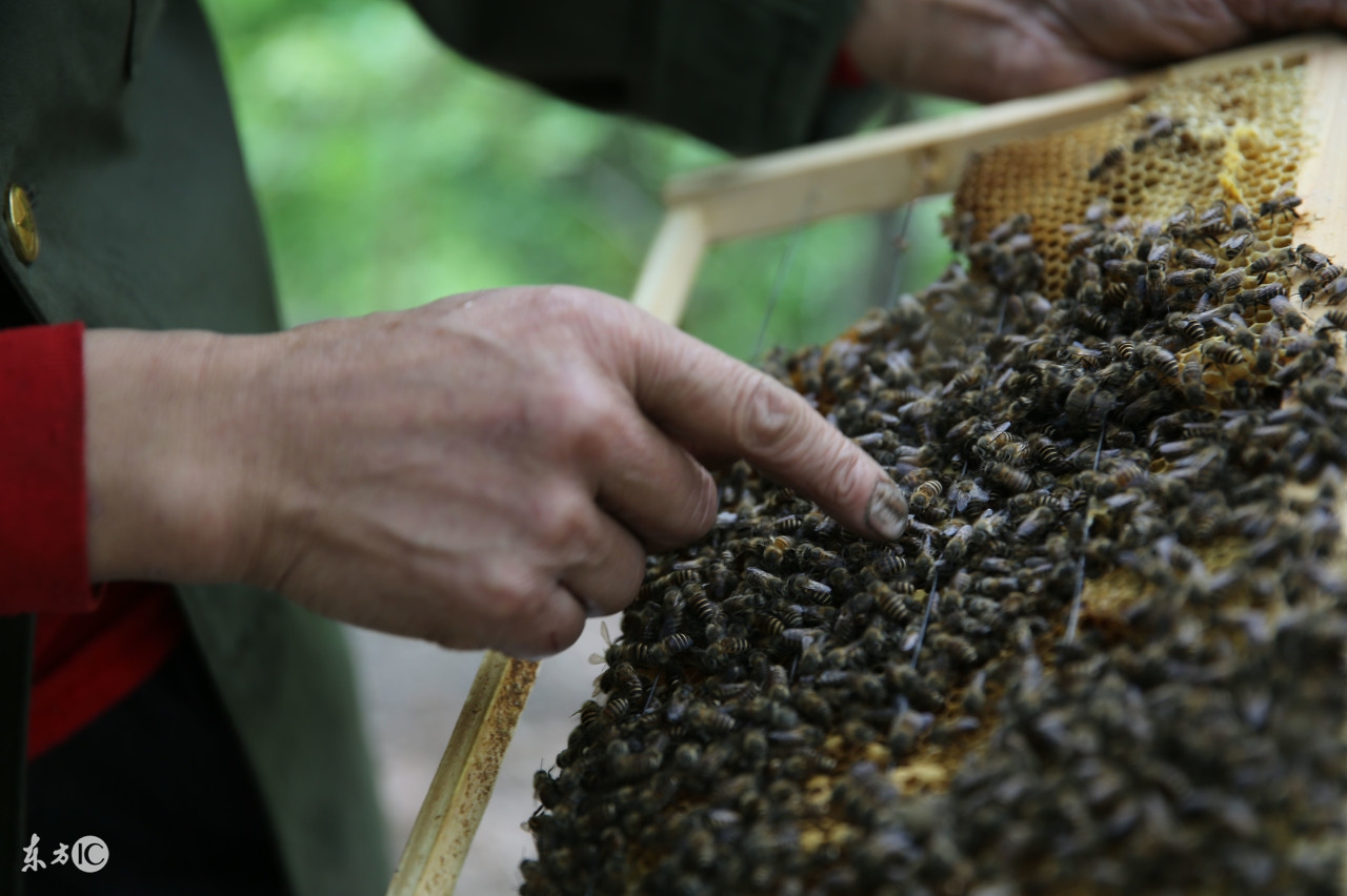 蜜蜂养殖技术蜂群调整方法,蜜蜂养殖技术早春蜂群的饲喂技术
