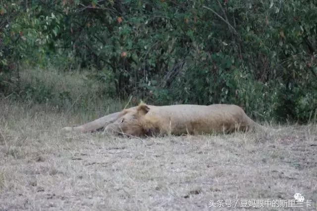 风动？树动？心动！致你，Kenya