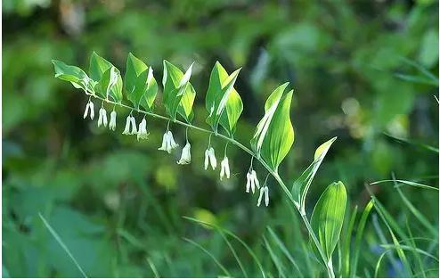 常见中草药图片及讲解,身边常见的中草药功效大全
