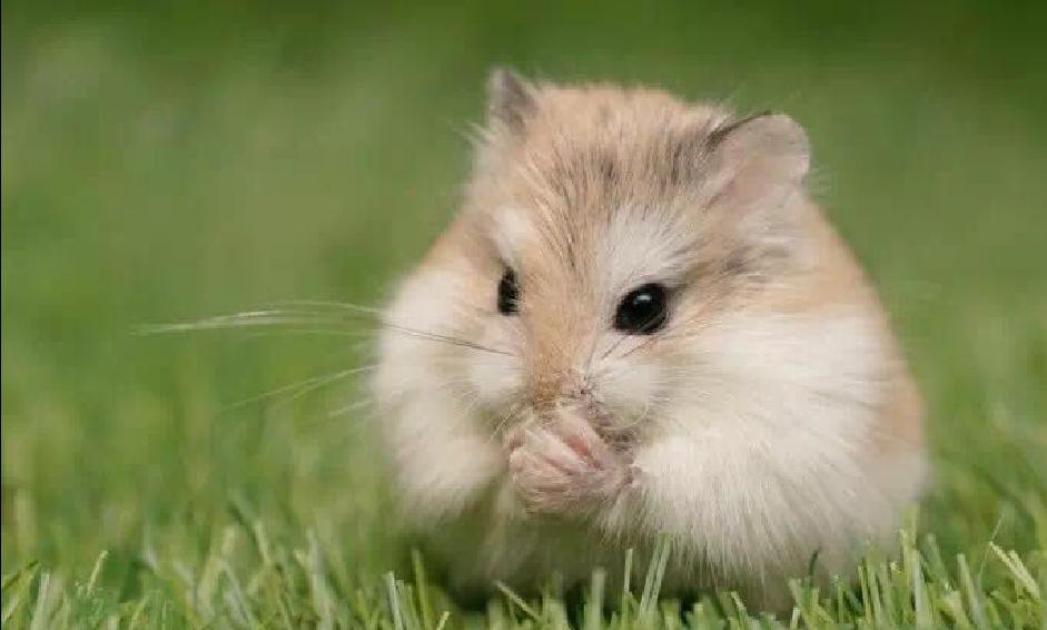 可爱的小仓鼠喜欢吃什么食物,养仓鼠仓鼠喜欢吃什么东西