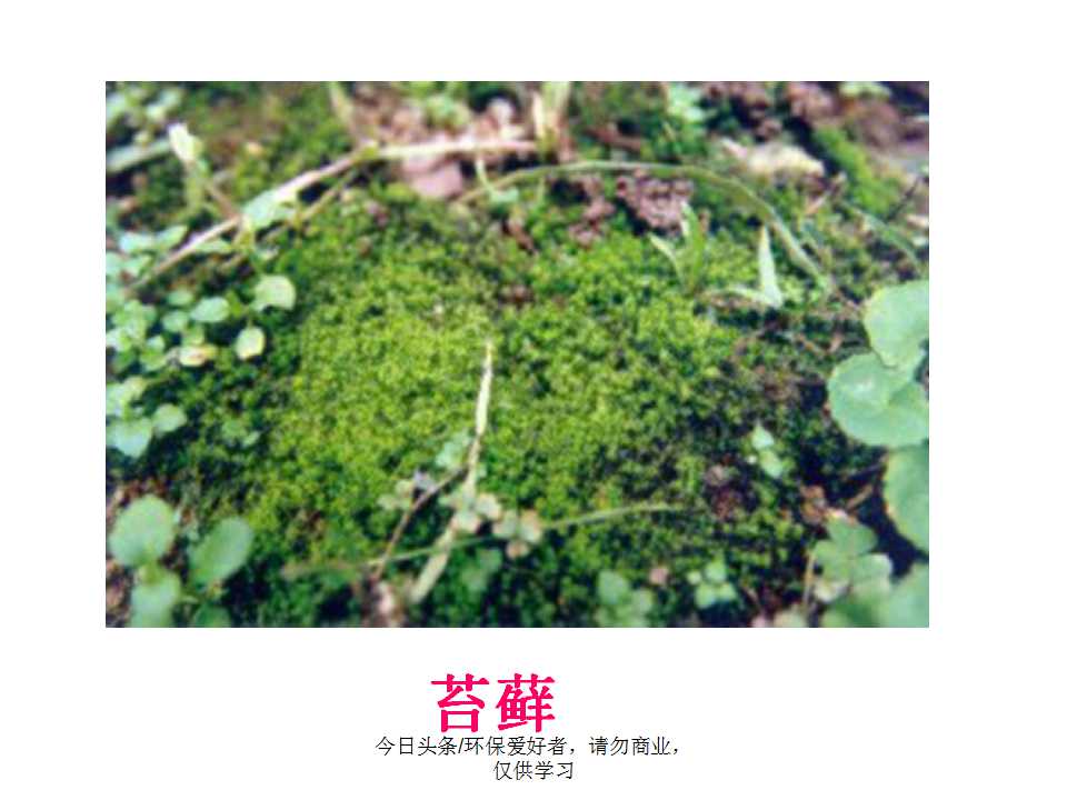 认识植物从身边开始,认识植物的根茎叶各个部分