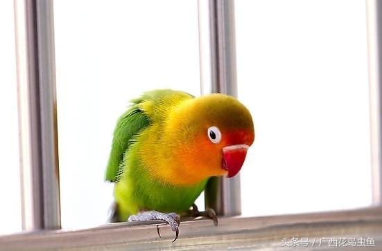 牡丹鹦鹉怎么放养,牡丹鹦鹉到底是笼养好还是散养好