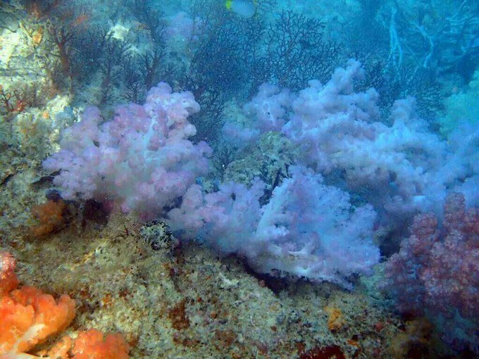 一起去帕劳旅游,去帕劳旅游自由行攻略