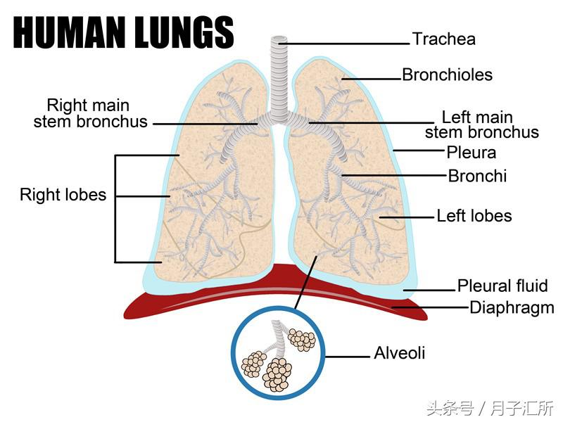 咳嗽到肺炎的发展过程,从咳嗽到肺炎支气管炎要几天
