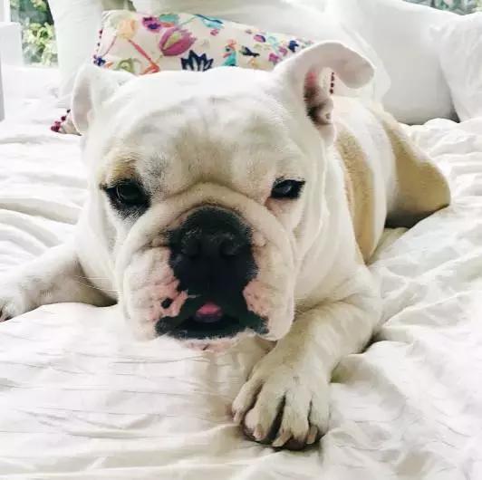 斗牛犬各种疾病的表现,斗牛犬突然后腿站不稳怎么治