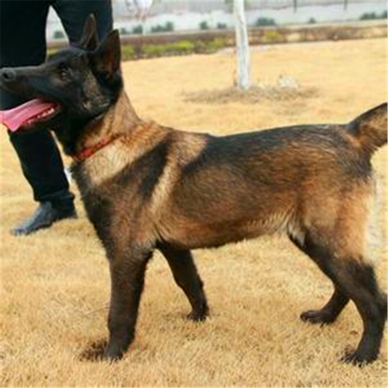 养杜高犬的技巧,杜高犬小时候该怎么养