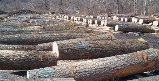 白橡木和红橡木的区别是什么,橡木木纹鉴别