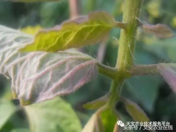 完整的土壤知识快收藏吧,土壤肥料基础知识