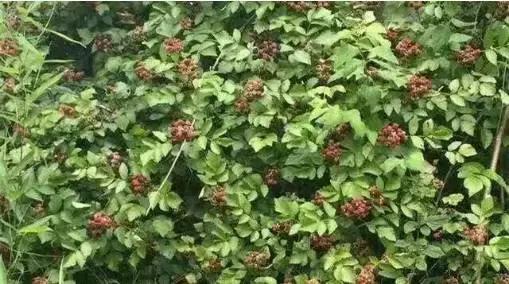 误食致死亡案例,误食家中常用物死亡案例