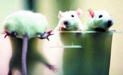 强生艾滋病治疗,强生根除hiv研究