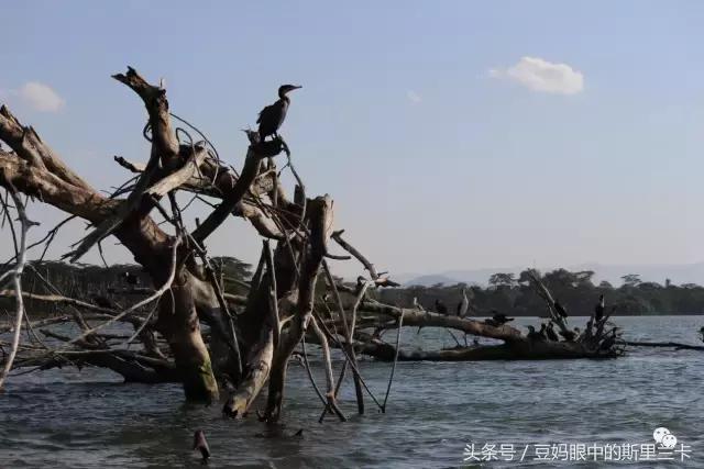 风动？树动？心动！致你，Kenya