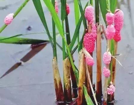 怀孕吃到什么东西会引起流产,怀孕初期吃东西导致先兆流产