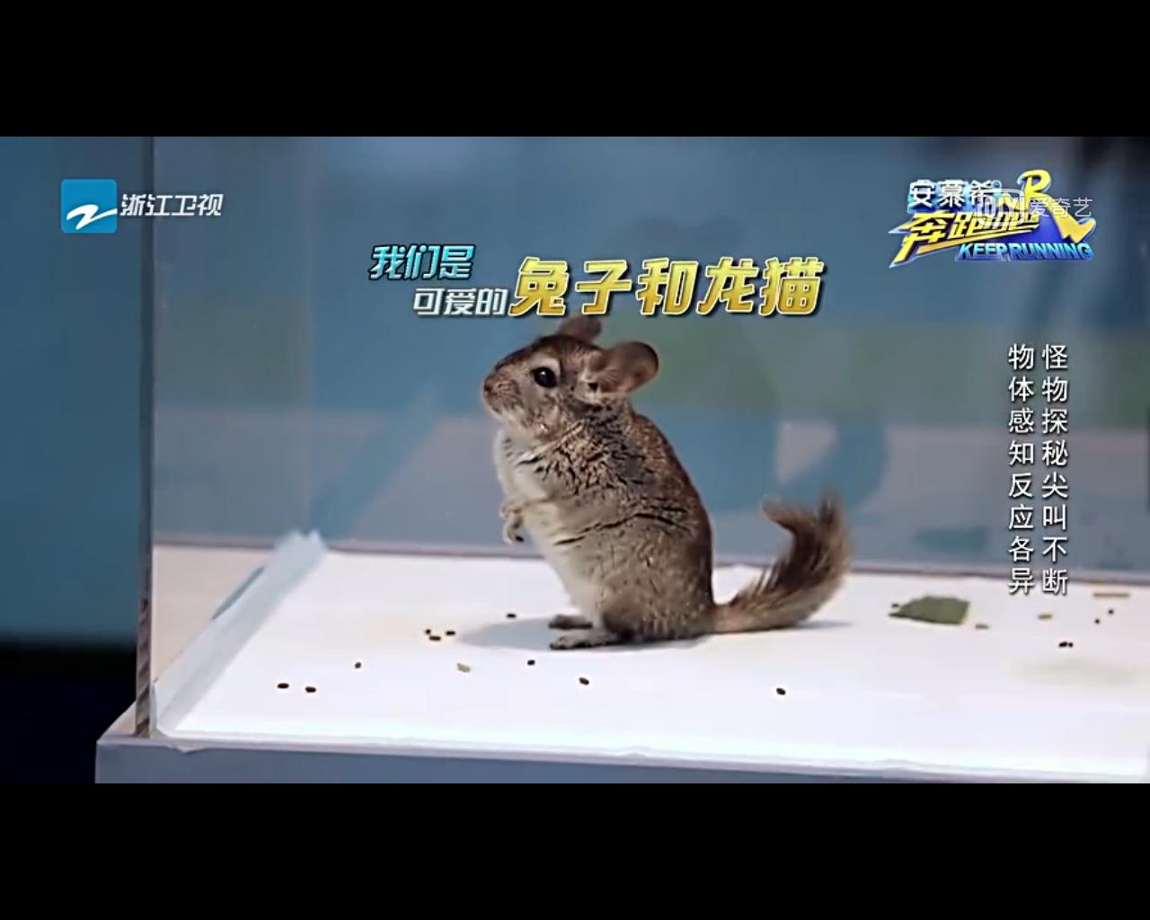 宠物龙猫原视频,宠物龙猫百科知识视频