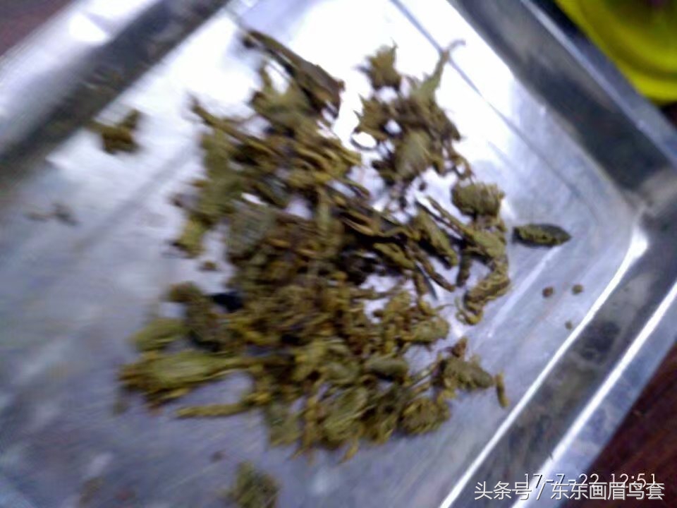 东东画眉鸟原毛讲解,换毛饲料画眉鸟