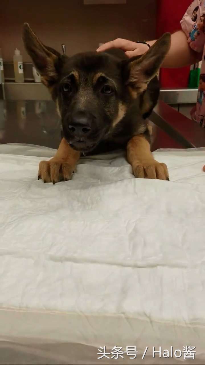 咋啥都吃得下呢？调皮狗子不舒服，饲主带去兽医院吐出一堆气球！