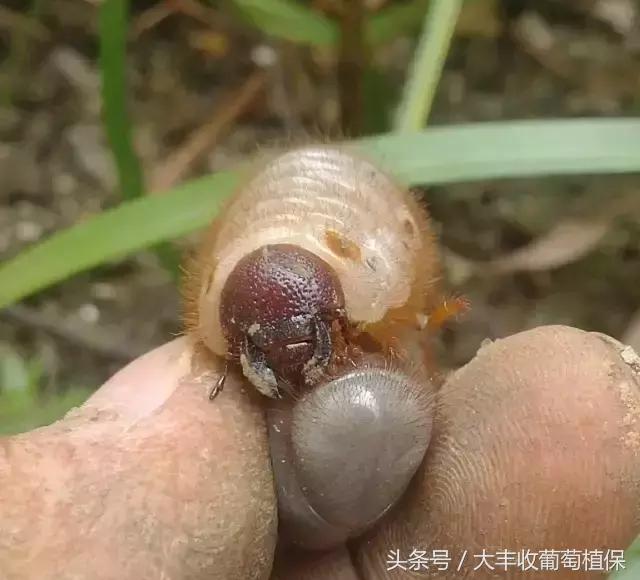 葡萄园挖土时，发现这种白色肉虫，一定要重视