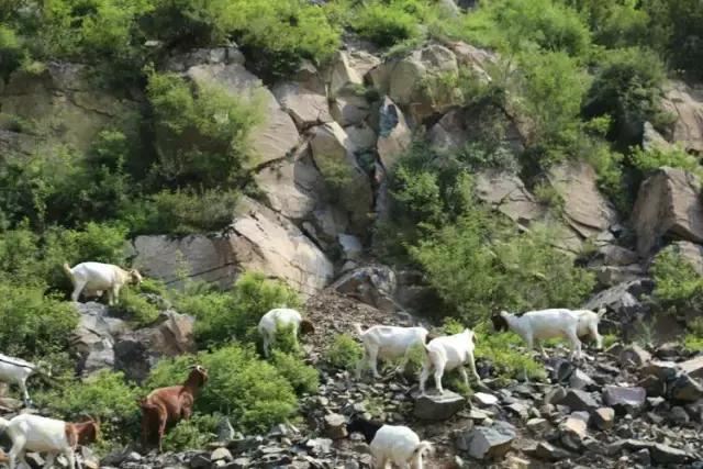 山西历山舜王坪大草原攻略,看云海高山草甸的地方