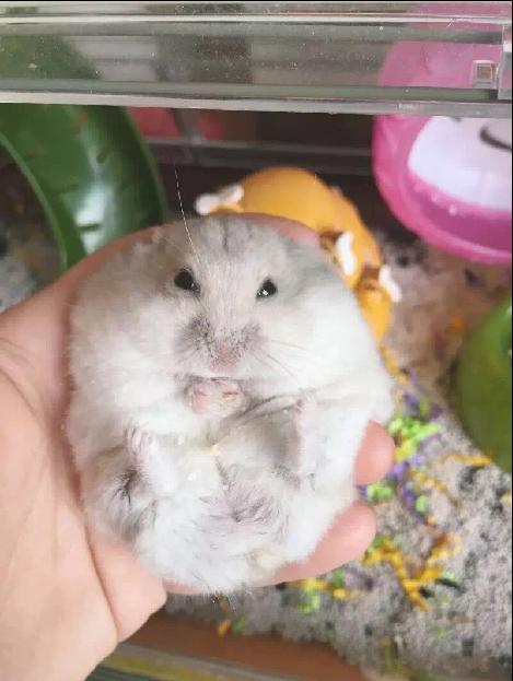 宠物仓鼠知识大全集,关于宠物仓鼠的文章