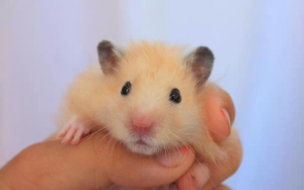 宠物仓鼠知识大全集,关于宠物仓鼠的文章