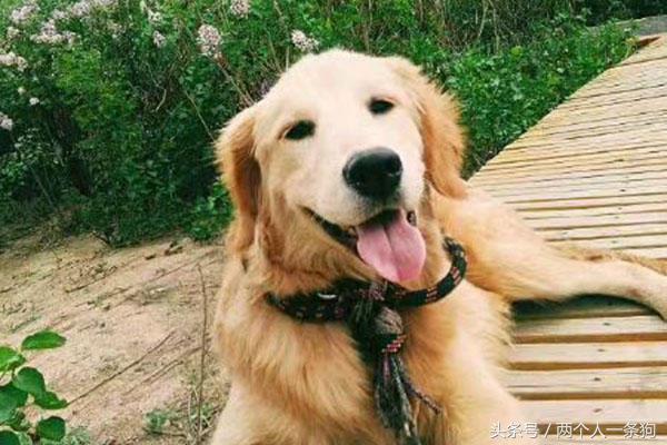 金毛大半夜发出大叫吓了主人一跳，查明金毛大叫的原因她想打狗