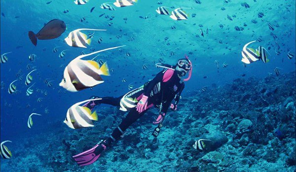 澳大利亚鲍鱼新西兰鲍鱼,澳大利亚顶级鲍鱼