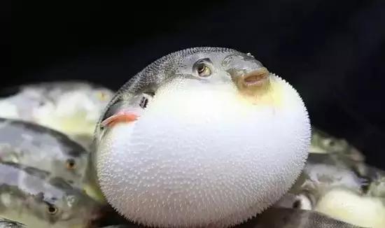 又到吃海鲜的季节咯！一位吕四渔民整理的海鲜大全，保证有你不认识的！