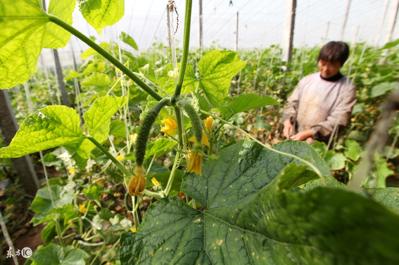 种植黄瓜防虫害的小偏方,黄瓜如何种植病虫害怎样防治
