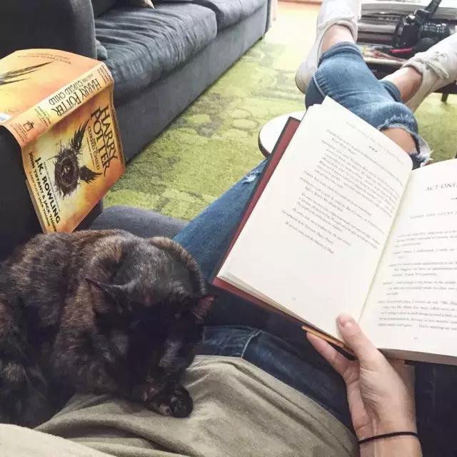 玳瑁猫有什么好,玳瑁猫猫界有多受欢迎