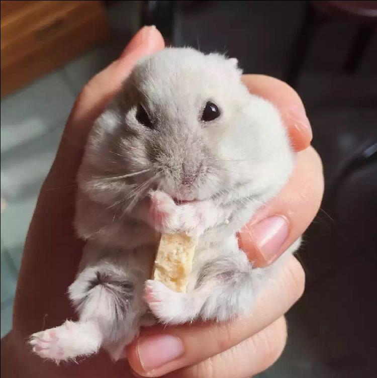 宠物仓鼠视频集,仓鼠宠物的视频