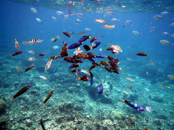 去沙巴旅游必买的物品,沙巴海岛自由行攻略