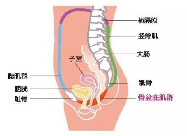 怀孕了怎么做,怀孕了要做哪些流程