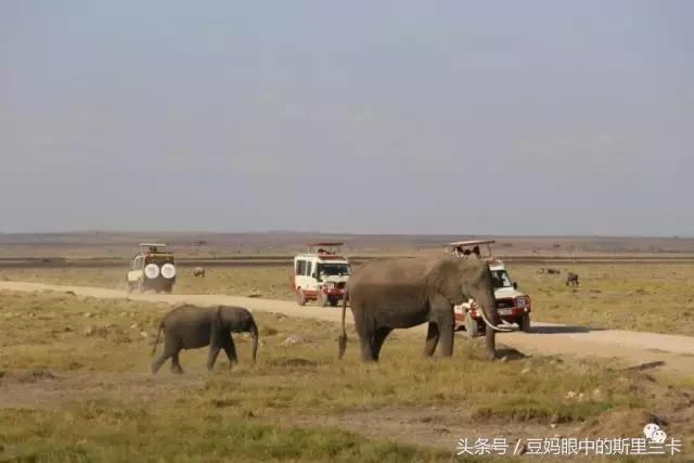 风动？树动？心动！致你，Kenya