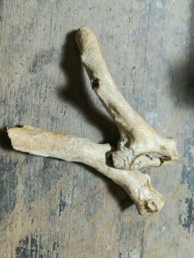 金丝柳海柳烟嘴,海柳金丝柳烟嘴图片