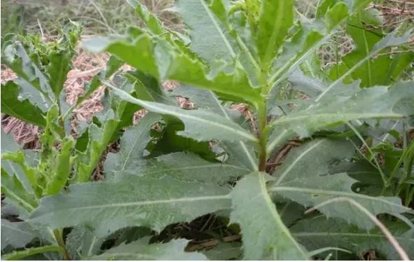 常见中草药图片及讲解,身边常见的中草药功效大全