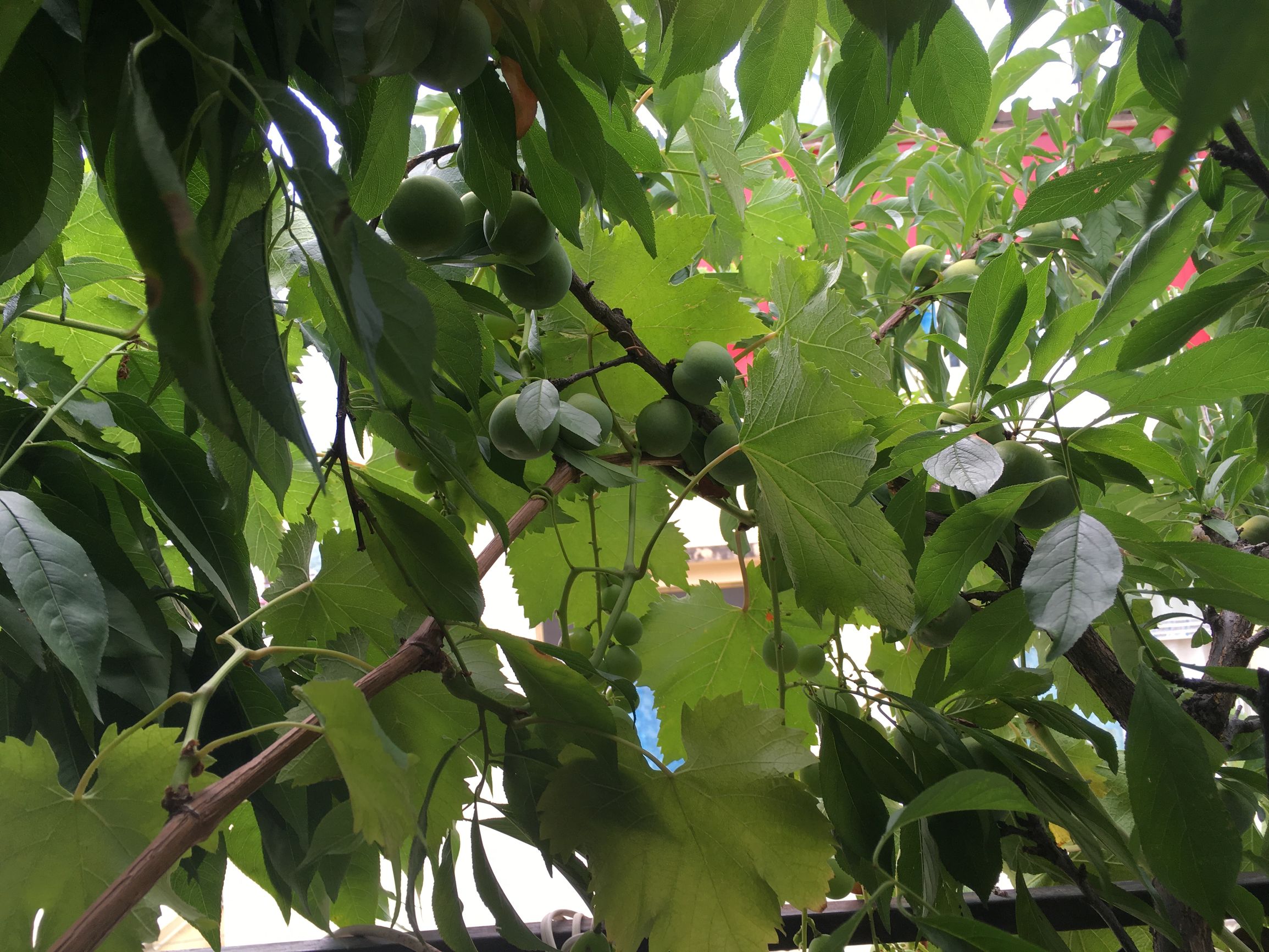 四川阿坝茂县美景,四川茂县简介