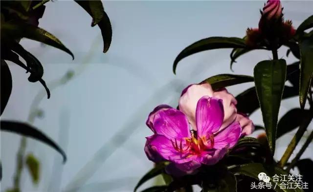 暴牙郎的功效与作用,暴牙郎功效与作用