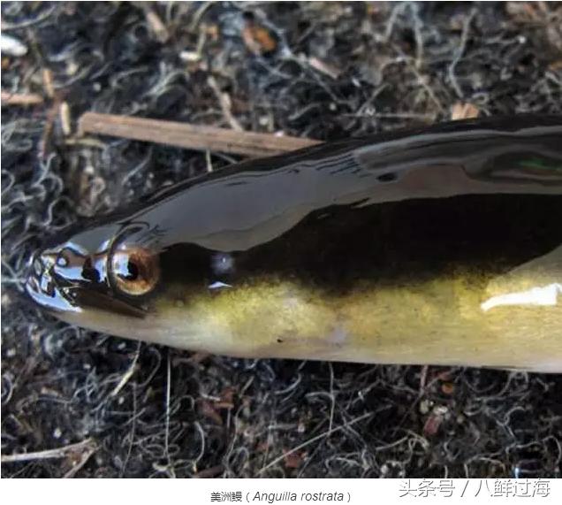 鳗鱼的智商有多高,鳗鱼的神奇之处