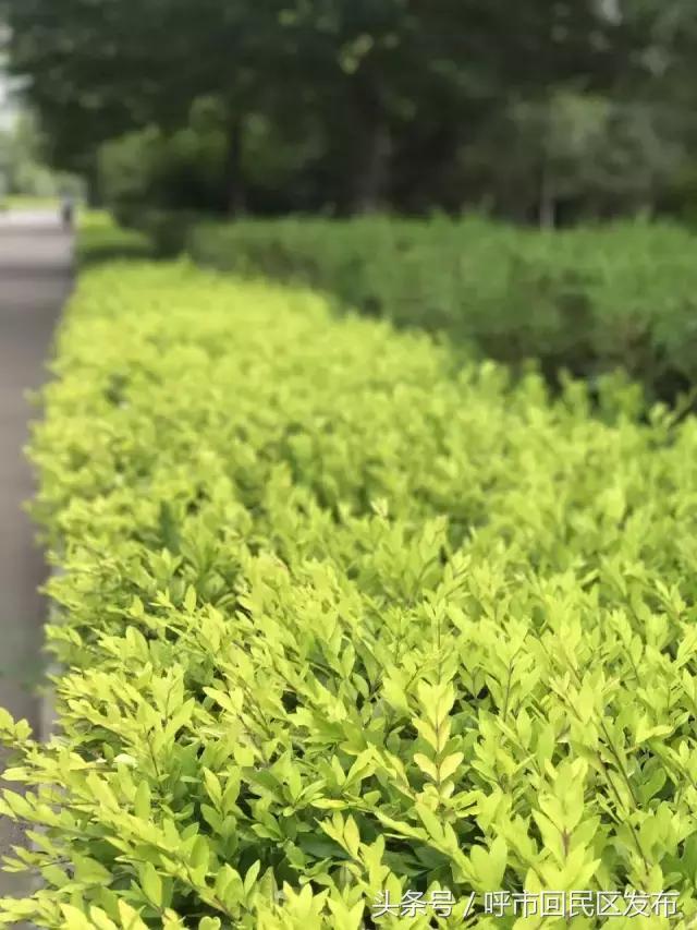 新钢街道公园,呼和浩特市新钢公园