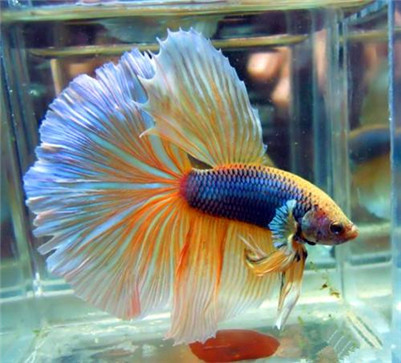 泰国斗鱼吃什么食物,泰国斗鱼喜欢吃什么饲料