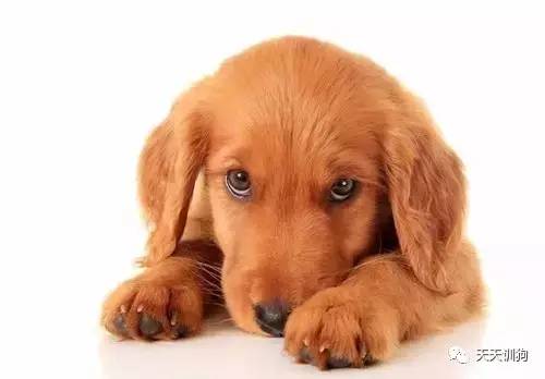 狂犬病最有意义的早期诊断是,狂犬病权威说法