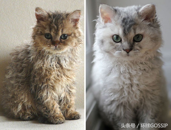 罕见的喵星人品种，一身卷毛看着就想摸，外号“绵羊猫”