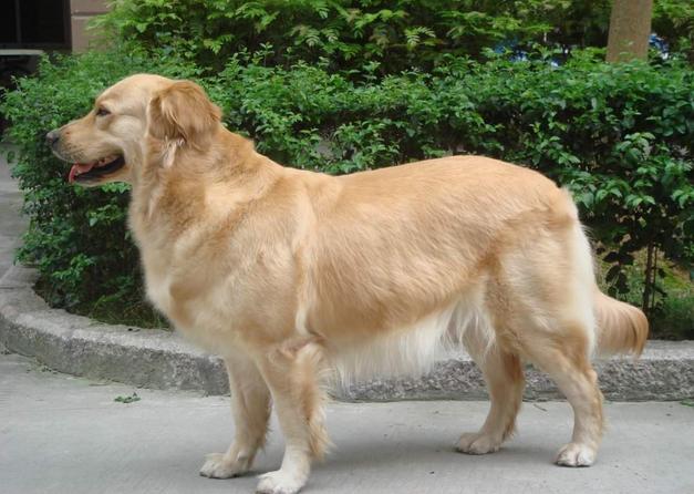 公金毛和母金毛体重有多大区别,母金毛凶还是公金毛凶