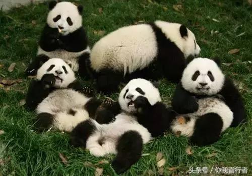 在深达数百米的天坑，大熊猫曾经到此一游