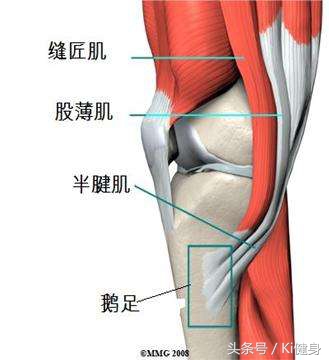 大腿前侧肌肉运动图解,小腿前侧肌肉解剖讲解视频